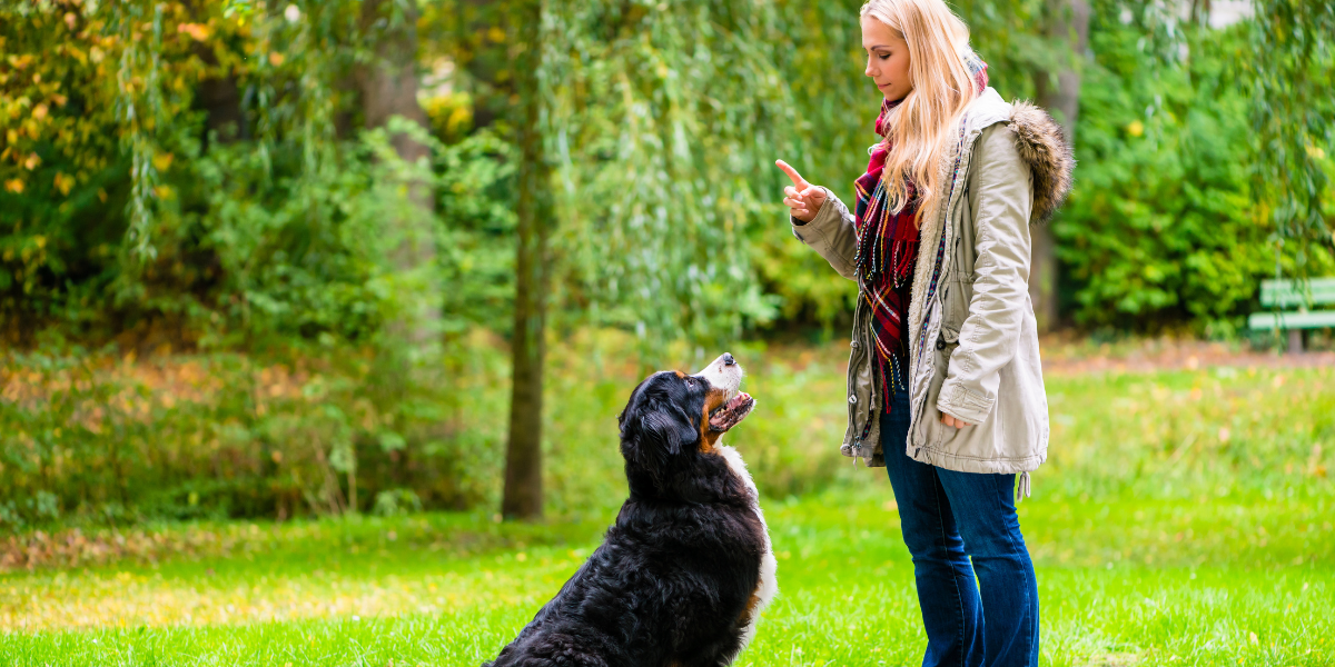 6 Apartment Training Sessions With Your Pet